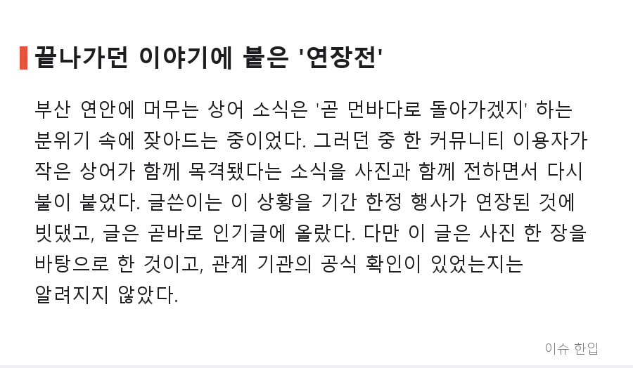 곧 떠날 줄 알았던 부산 상어, 새끼까지 목격? '아기상어' 소식에 커뮤니티가 들썩인 이유 - 2/7