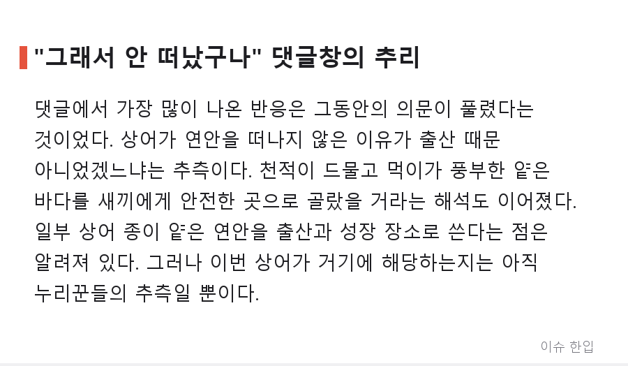곧 떠날 줄 알았던 부산 상어, 새끼까지 목격? '아기상어' 소식에 커뮤니티가 들썩인 이유 - 3/7