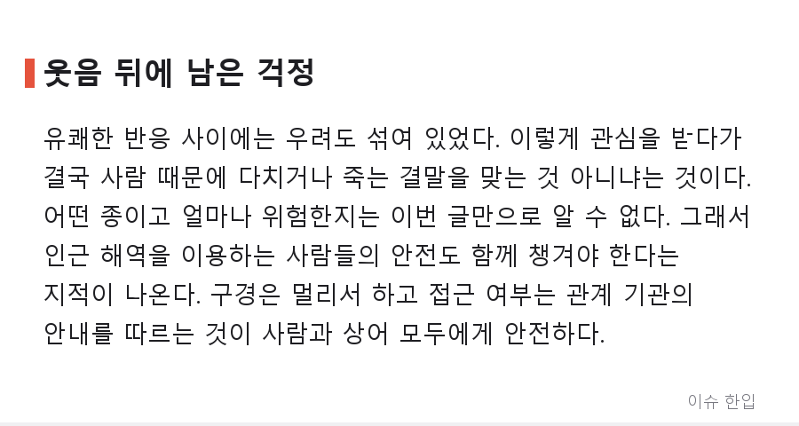 곧 떠날 줄 알았던 부산 상어, 새끼까지 목격? '아기상어' 소식에 커뮤니티가 들썩인 이유 - 6/7
