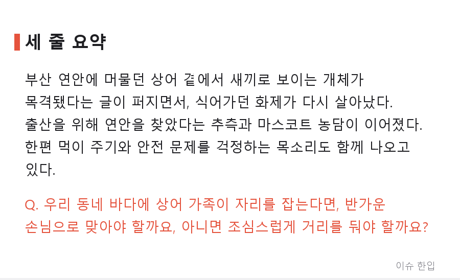 곧 떠날 줄 알았던 부산 상어, 새끼까지 목격? '아기상어' 소식에 커뮤니티가 들썩인 이유 - 7/7