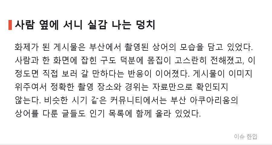 "생각보다 훨씬 크다" 부산 상어 실물에 놀란 댓글창, 농담으로 시작해 상어 공부로 끝났다 - 2/7