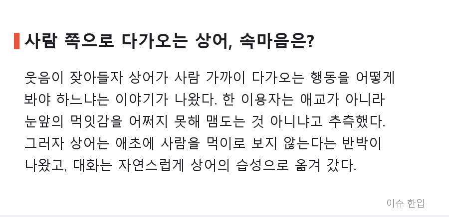 "생각보다 훨씬 크다" 부산 상어 실물에 놀란 댓글창, 농담으로 시작해 상어 공부로 끝났다 - 4/7